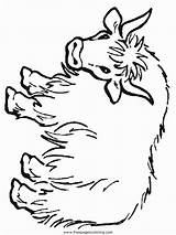Yak Coloring Pages Cow Kids Highland Colouring Clipart Template Animal  sketch template