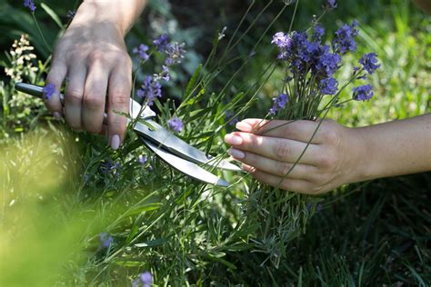 Lavender plant care: pruning, watering & more - Plantura