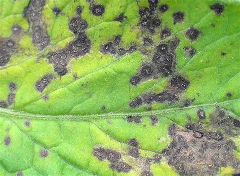 Septoria leaf spot on tomatoes