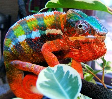 Best Chameleon Breeds For Pets | Pets Animals US