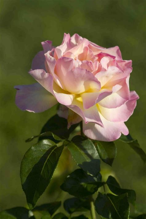 Peace Rose - Hello Hello Plants & Garden Supplies