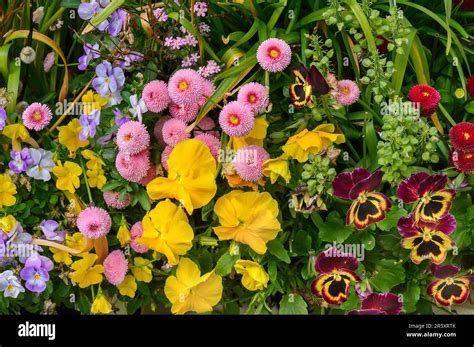 Spring flowers, Allgaeu, Bavaria, Germany Stock Photo - Alamy