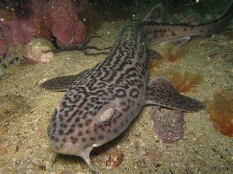 Leopard catshark Information and Picture | Sea Animals