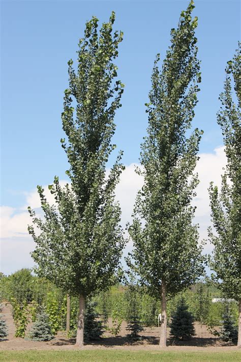 Sundancer Hybrid Poplar - Jeffries Nurseries