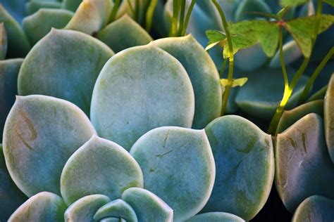 Desert Rose Succulent With Light Free Stock Photo - Public Domain Pictures