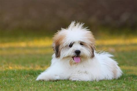 The 8 Best Dog Foods For Shih Tzus – 2024