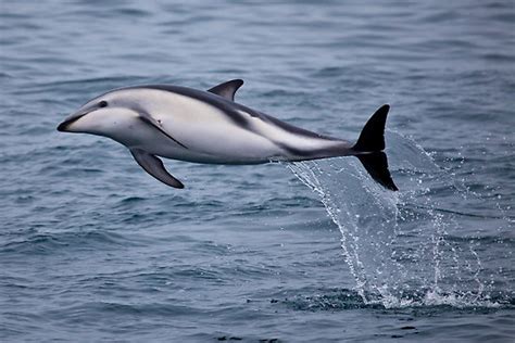 The Dusky Dolphin | Photos and Info-Facts | The Wildlife