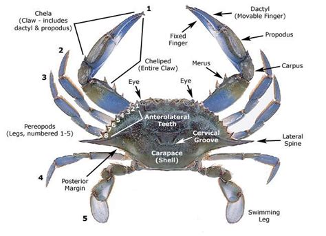 Blue Crab anatomy, love the sharp angular shell | Animal body parts, Marine biology, Crab