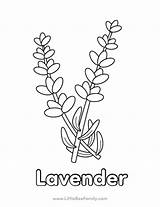 Lavender Coloring Page  Little Bee Family sketch template