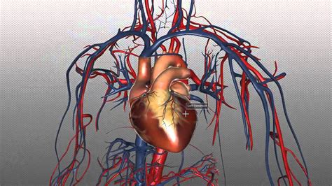 human blood vessels diagram