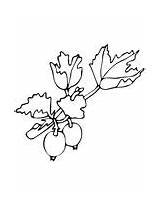 Gooseberry coloring Pages  Free Coloring sketch template
