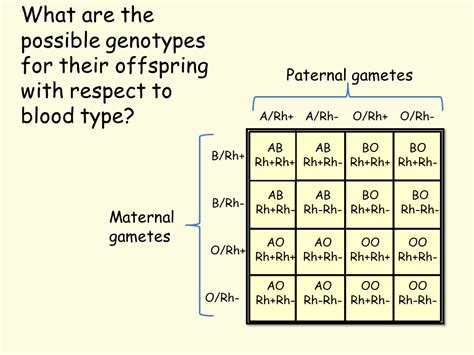 Blood Type Genetics - Presentation Biology