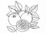 Images Grapefruit Coloring Page  Free Printable Pages sketch template