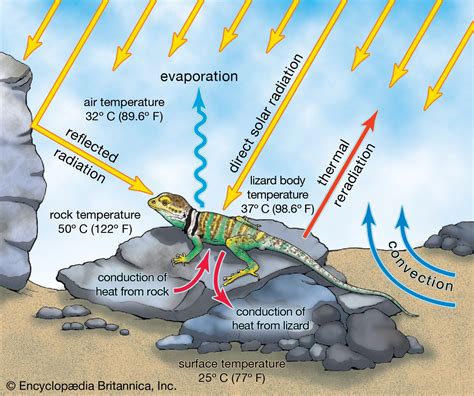 Biosphere - Climate, Ecosystems, Biodiversity | Britannica