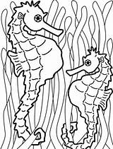 Printable Seahorse Coloring Pages PDF sketch template