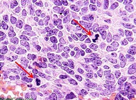 An Intro to H&E Staining: Protocol, Best Practices, Steps & More