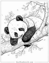 42 Super Cute Panda Coloring Pages Free Printable  Our Mindful Life sketch template
