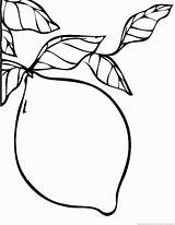 Lemon Printable Image Coloring Pages  Cool sketch template