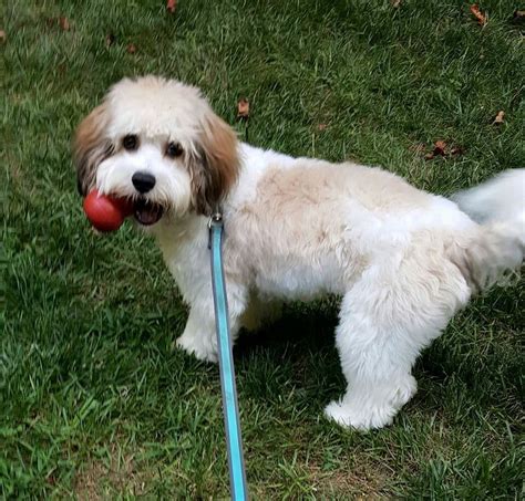 This hair cut | Dog grooming, Dog grooming tips, Cavachon dog