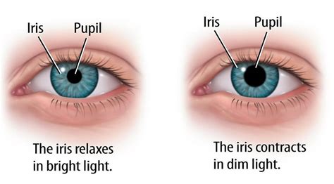 What is the function of Iris and Pupil? - Human Eye - Teachoo