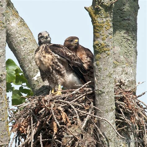 "Red Tailed Hawk Nest: Portrait of Junior and Mom" by David Friederich | Redbubble