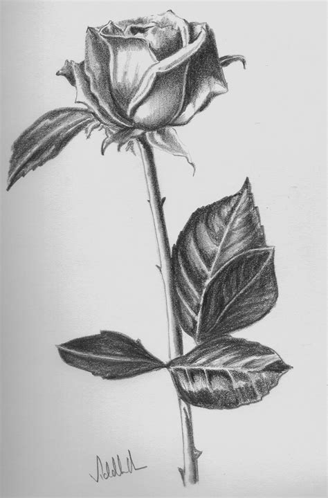 rose-drawing (15) - 8615 - The Wondrous Pics
