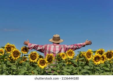 Human Scarecrow Field Sunflower Stock Photo 1136444180 | Shutterstock