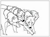 Cute Wolf Coloring Page  Free Printable Pages For Kids sketch template