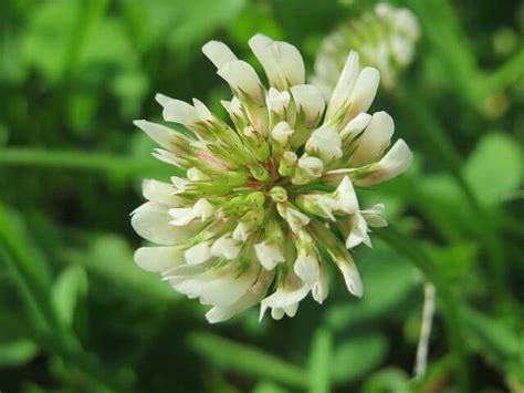 White Clover, a Sweet and Nutritious Edible Weed - Eat The Planet