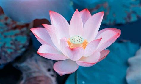 Lotus Flowerz – Telegraph