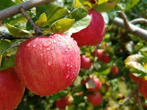 Apple Varieties | Currier Orchards