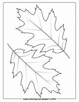 2 Leaves Of Northern Red Oak Template  Free Printable Papercraft Templates sketch template