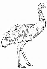 Crazy Emu Coloring Page  Free Printable Pages For Kids sketch template