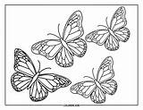 165  Butterfly Coloring Pages For Kids & Adults Free Printable PDFs sketch template