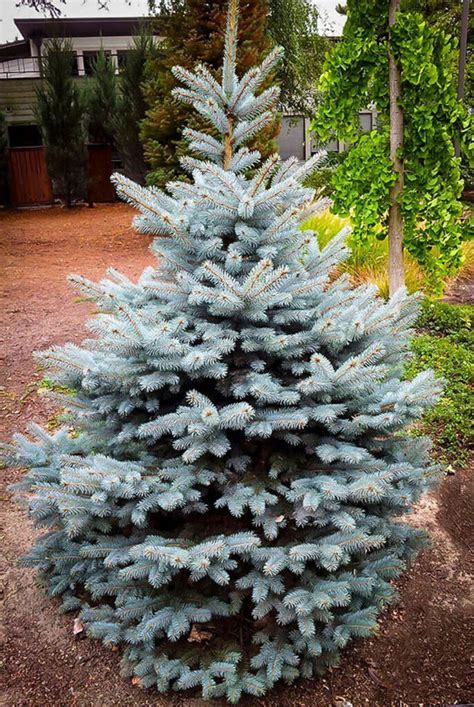 SPRUCE BABY BLUES For Sale in Boulder Colorado