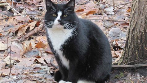 What is a Feral Cat? - The Cat Bandit Blog