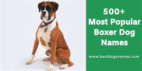 500+ Most Popular Boxer Dog Names - List in 2020! | Boxer dogs, Dog ...