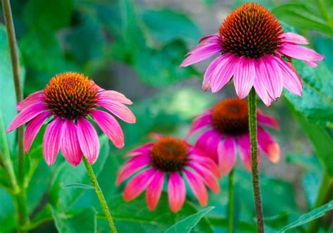 How to Grow Coneflowers in Your Backyard: Soil, Propagation, Planting, and Care