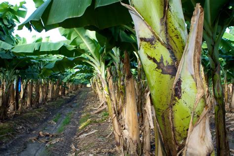 Banana plantation | There are plenty of Banana plantations o… | Flickr