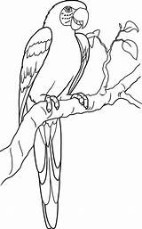Coloring Pages Of A Parrot sketch template