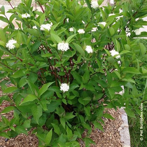 red twig dogwood in bloom - Pet Scribbles