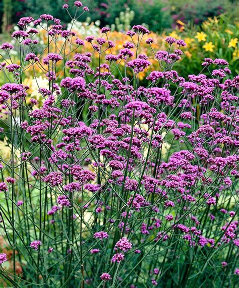 Eisenkraut | Stauden | Bakker | Perennials, Verbena, Plants