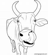 Indian Cow Face Coloring Page  Free Printable Pages sketch template