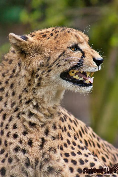 Chirping Cheetah by darkSoul4Life on DeviantArt