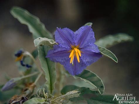 Plants of Texas Rangelands » Silverleaf nightshade