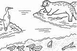 Coloring Pages  Activities Monterey Bay Aquarium sketch template
