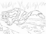 Eastern Spotted Skunk coloring Page  ColouringPages sketch template