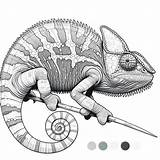 Childrens Realistic Chameleon Coloring Page  4 Free Printable Pages sketch template