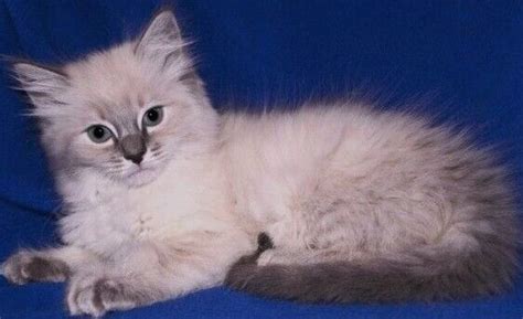 ADORABLE BLUE LYNX RAGDOLL KITTENS | in Bude, Cornwall | Gumtree