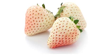 10 Carolina White Pineberry Plants